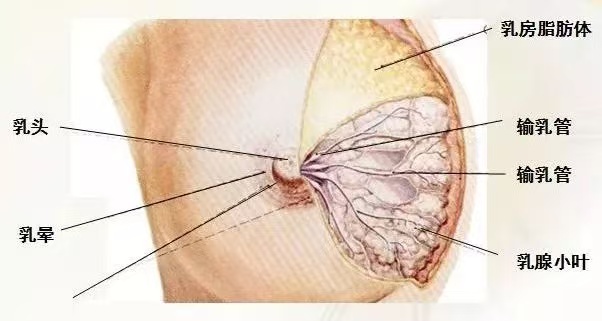 為什么會出現(xiàn)乳汁瘀積？